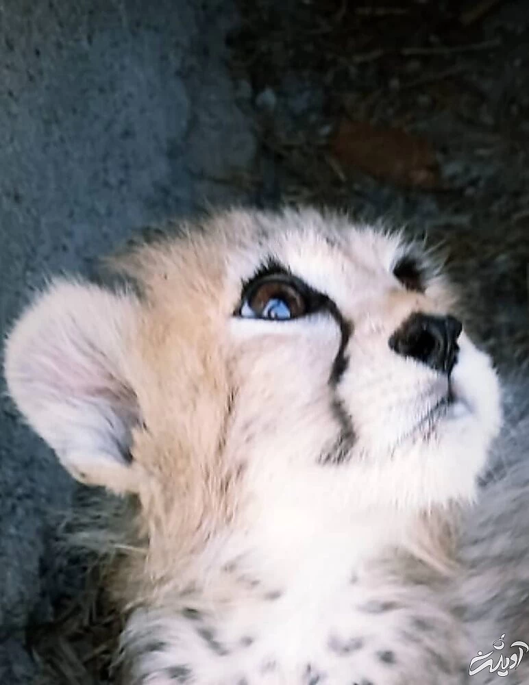 عکس&zwnj; های تازه از &laquo;پیروز&raquo; توله یوزپلنگ ایرانی